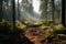 an image of a dirt path in a forest