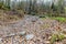 Image of a dirt road with many loose and big stones with dry leaves