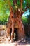 An image displaying picturesque roots enveloping the passage to the ancient Khmer temple of Ta Som