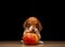 Image of dog apple dark background