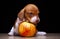 Image of dog apple dark background