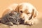 Image of the dog and the cat sleep together. pet. Animals. illustration. Generative AI