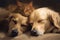 Image of the dog and the cat sleep together. pet. Animals. illustration. Generative AI
