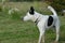 An image of a dog forest field. Natural illustration. Photography