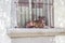 Image of a dog lying resting locked in a lattice balcony