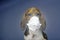 Image of dog mask dark background