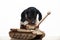 Image of dog tank white background