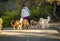 Image of dog walker from behind with nine dogs