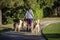 Image of dog walker with nine dogs including a Yorkie,German Shepard,labradoodle and a collie walking