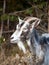 Image of domestic goat close up