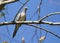 Image of dove bird perched on a tree branch.