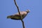 The image of a dove perched on a tree branch.