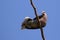 The image of a dove perched on a tree branch.