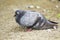 Image of dove standing on the ground.