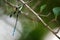 Image of a dragonflies Orolestes octomaculatus