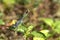 Image of dragonfly Blue perched on the grass top in the nature