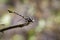 Image of a Dragonfly Ictinogomphus Decoratus. Insect Animal