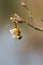 Image of Dragonfly larva dried on nature background.