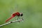 Image of a dragonfly Macrodiplax cora on nature background.