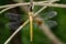 Image of dragonfly neurothemis intermedia atalantafemale.