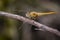 Image of a Dragonfly Pantala flavescens