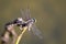 Image of dragonfly perched on a tree branch.