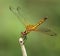 Image of dragonfly perched on a tree branch