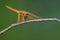 Image of dragonfly perched on a tree branch.