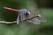Image of dragonfly perchedLathrecista asiatica