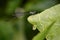 Image of dragonfly protoneuridae on green leaves. Insect