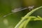 Image of dragonfly protoneuridae on green leaves. Insect