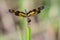 Image of a dragonfly Rhyothemis variegata