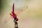 Image of a dragonfly Trithemis aurora on nature background.
