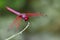 Image of a dragonfly Trithemis aurora on nature background.