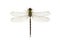 Image of dragonfly on a white background. Transparent wings insect. Insect. Animal