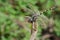 Image of DragonflyGomphidae eating dragonfly on a branch.