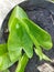 Image of drops of water on peltandra virginica plant