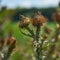 The image of dry burdock. Thorny burdock