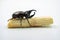 Image of Dynastinae Rhinoceros Beetle, Horn Beetle, kabutomushi Hanging Eating Sugar Cane Isolate on white Background. Insect. Ani