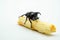 Image of Dynastinae Rhinoceros Beetle, Horn Beetle, kabutomushi Hanging Eating Sugar Cane Isolate on white Background. Insect. Ani