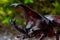 Image of Dynastinae Rhinoceros Beetle, Horn Beetle, kabutomushi Hanging on the Tree Wood. Insect. Animal. Dynastinae is fighter In