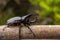 Image of Dynastinae Rhinoceros Beetle, Horn Beetle, kabutomushi Hanging on the Tree Wood. Insect. Animal. Dynastinae is fighter In