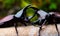 Image of Dynastinae Rhinoceros Beetle, Horn Beetle, kabutomushi Hanging on the Tree Wood.Starting to fight with Another.  Insect.