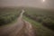 image of an early morning elevated shot of a dirt road winding through overgrown bush.