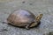 Image of an eastern chicken turtle.