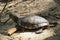 Image of an eastern chicken turtle in thailand.