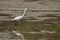 Image of egret on nature background. . Heron.