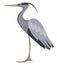 Image of egret, vector or color illustration