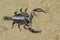 Image of emperor scorpion Pandinus imperator.