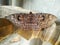 Image of Erebus Hieroglyphica Butterfly on the dry wood